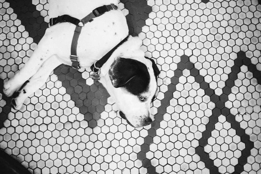  A black and white photo of a dog on mini tile floor at this Battello Wedding in Jersey City, NJ 