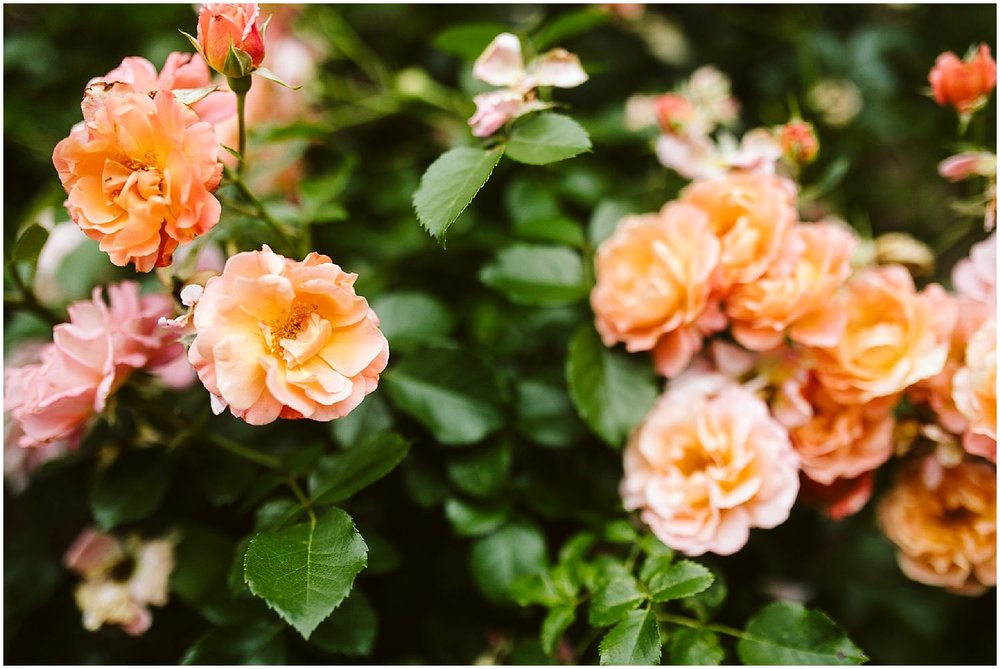  orange and pink roses at brooklyn botanic garden 
