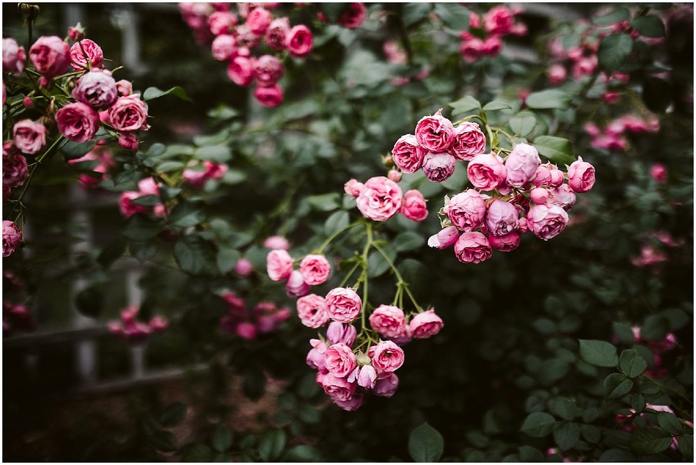  bright pink roses at brooklyn botanic garden wedding 