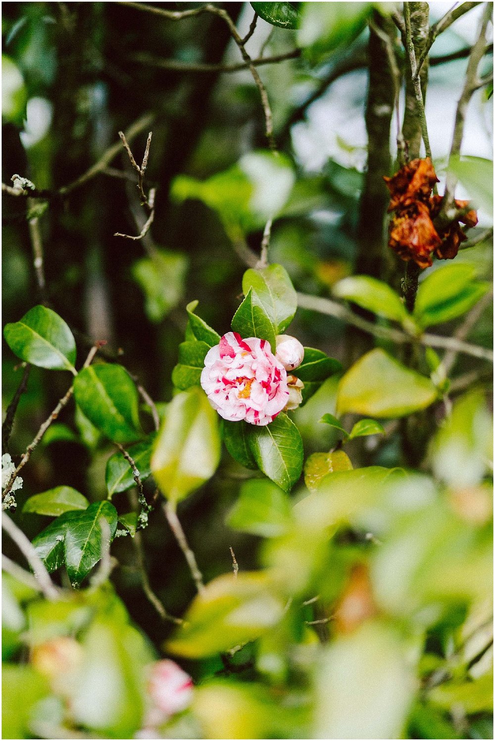  pink spring flowers at cator woolford gardens 