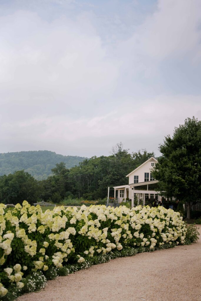 hydrangea lined path at pippin hill wedding