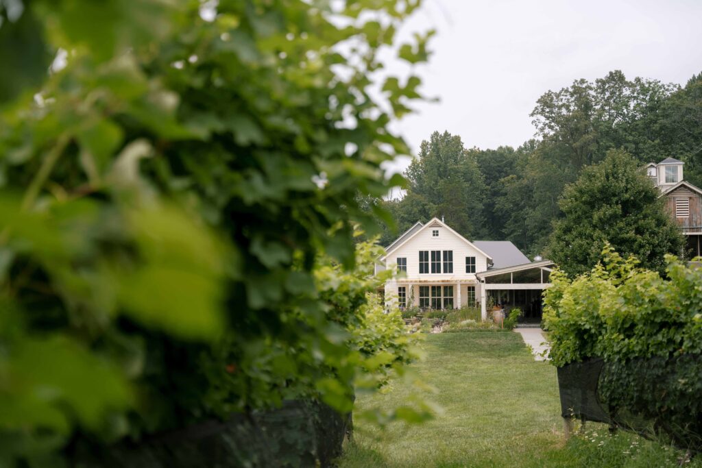 vineyard view of wedding at pippin hill farm