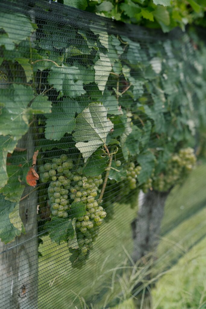 green grapes growing at pippin hill farm and vineyard